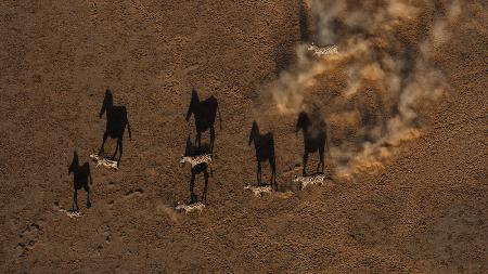 Running Zebras