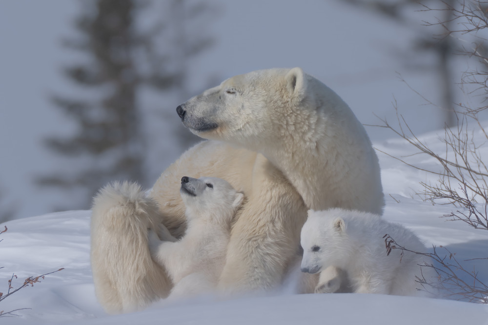 Mum and cubs von MIN LI