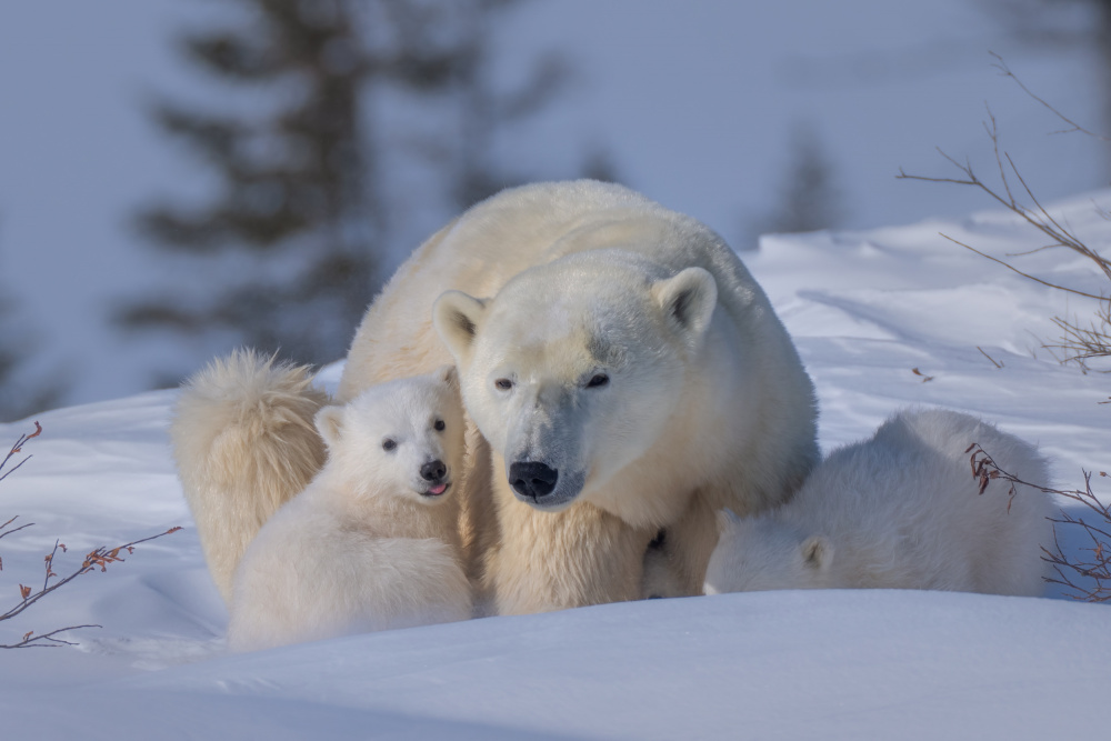 Mum and Cubs von MIN LI