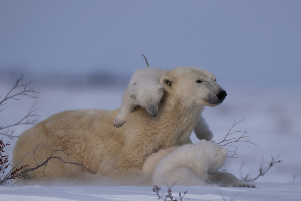 Mum and Cubs von MIN LI