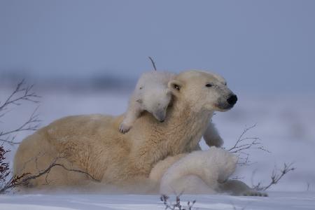 Mum and Cubs