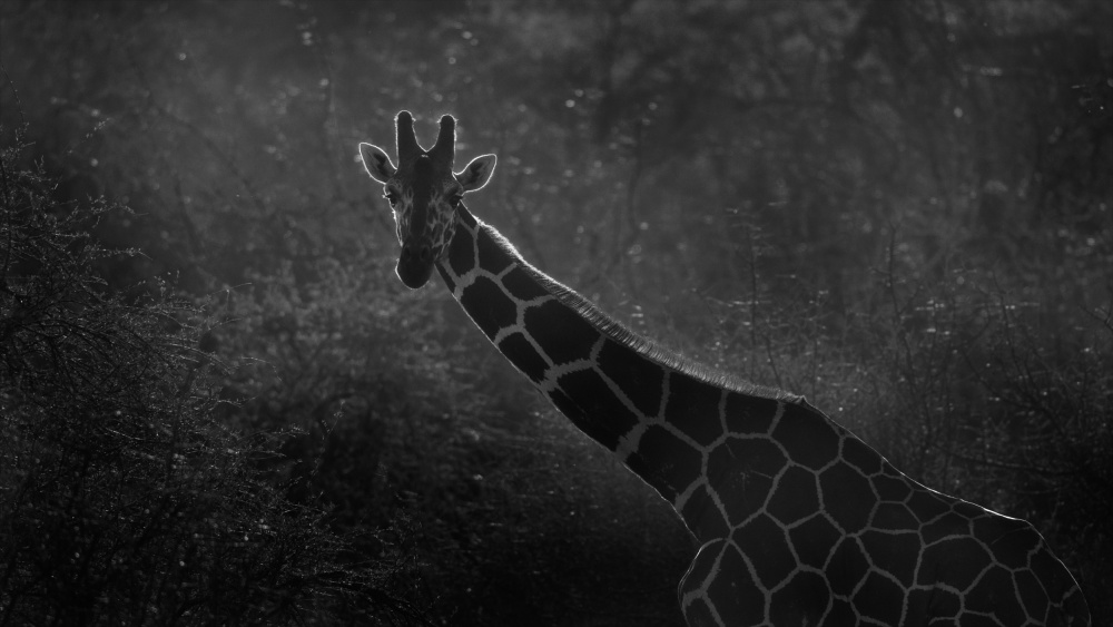 Morning Giraffe von MIN LI