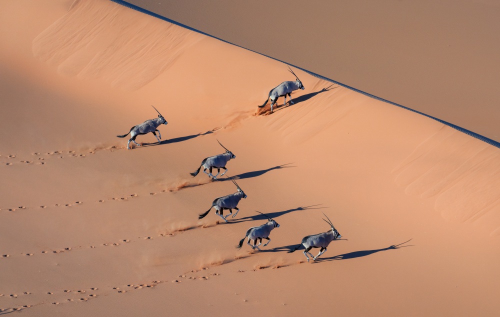 Oryx in the Desert von MIN LI