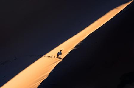 Oryx in the Desert