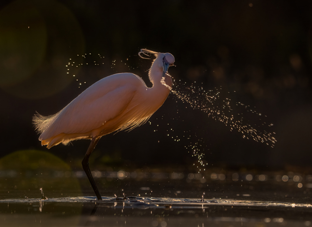 Splashing water von MIN LI