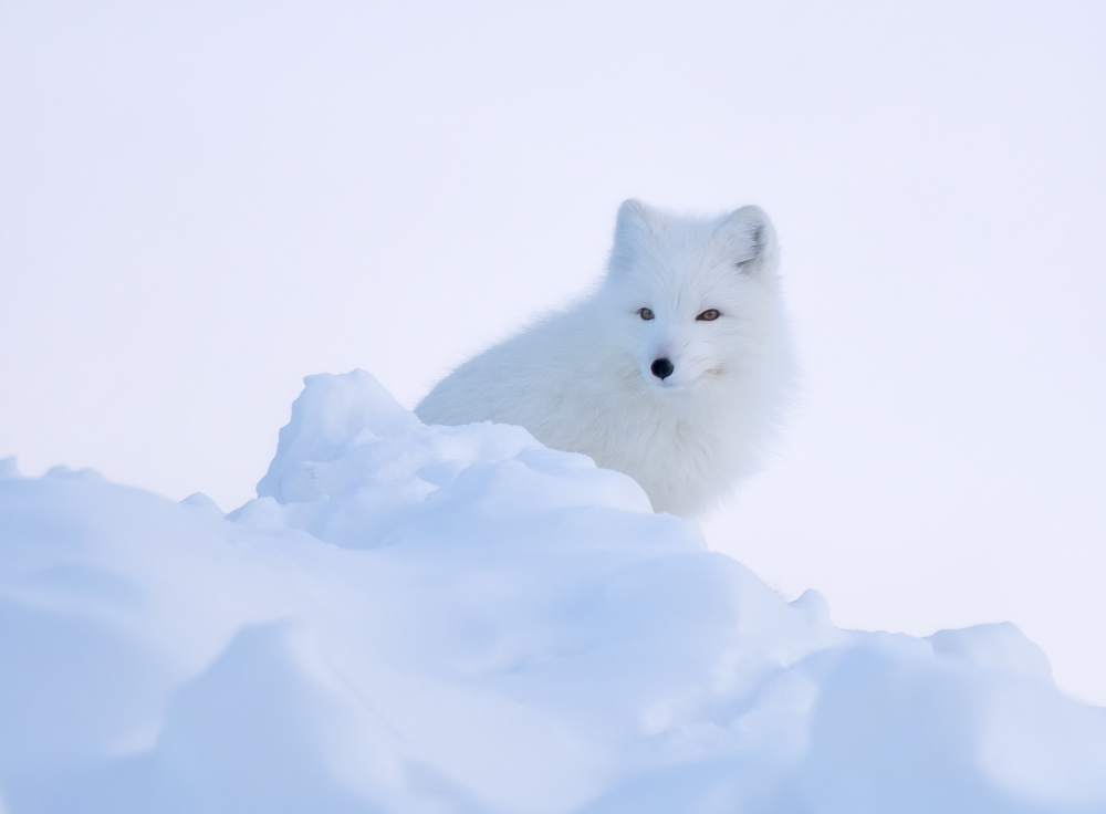 White fox von MIN LI