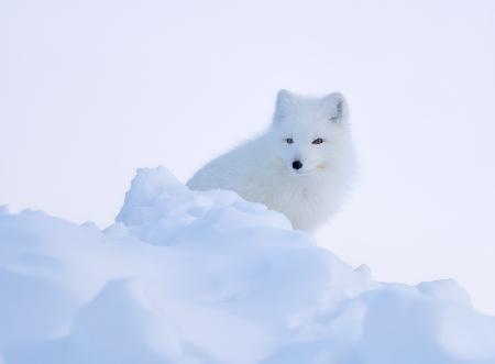 White fox