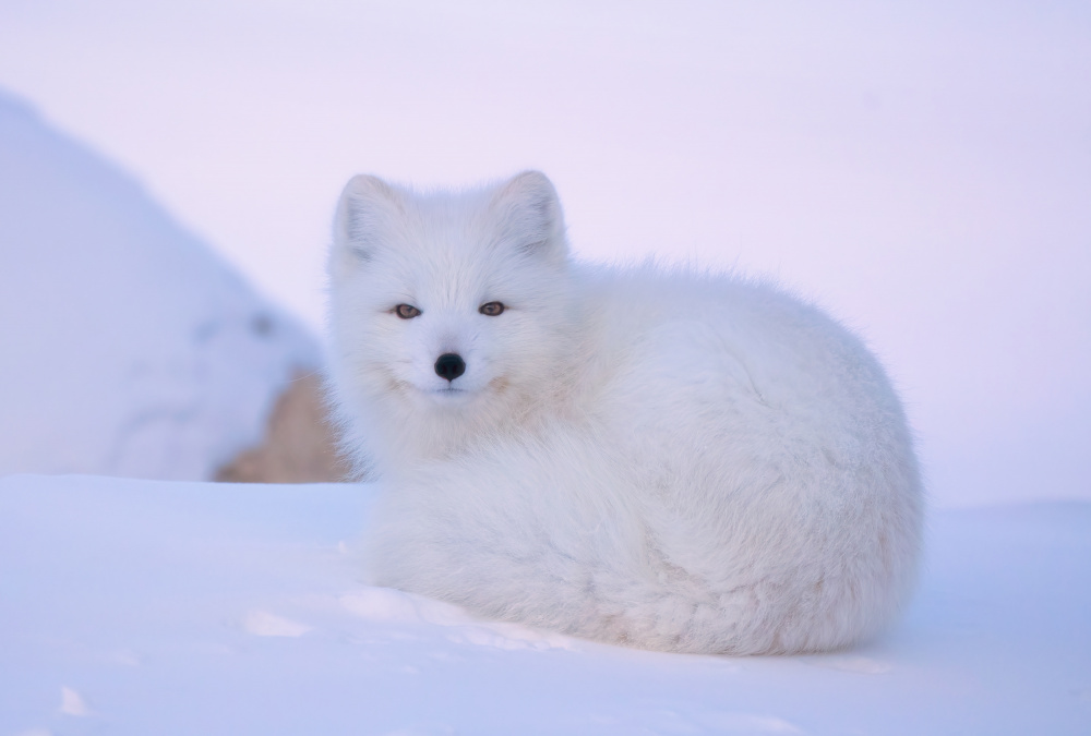 White fox von MIN LI