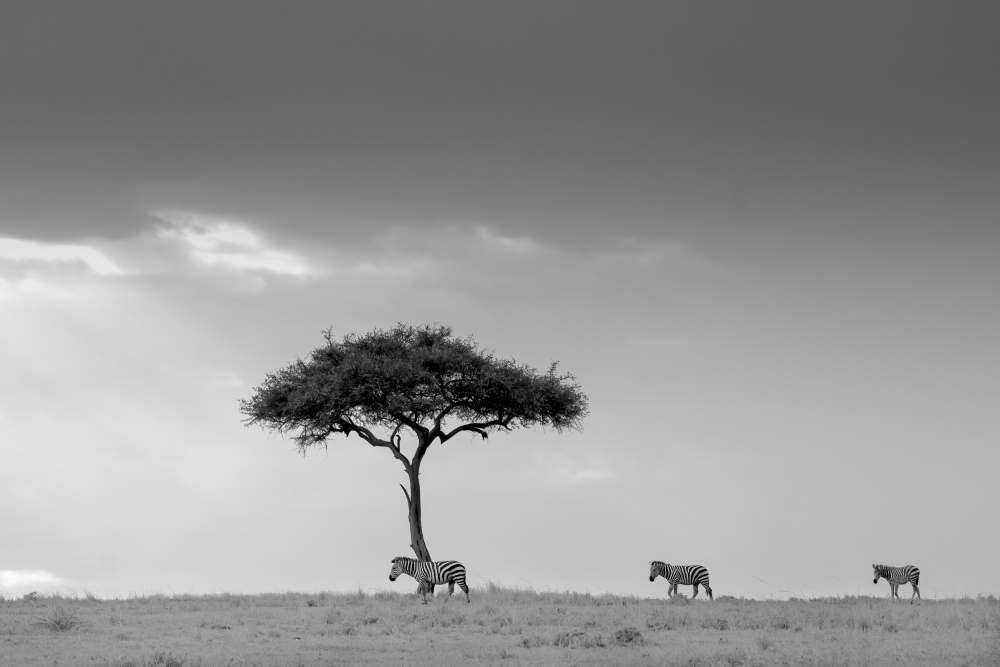 Zebra and Tree von MIN LI