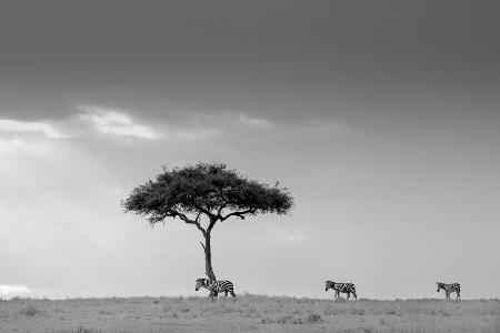 Zebra and Tree