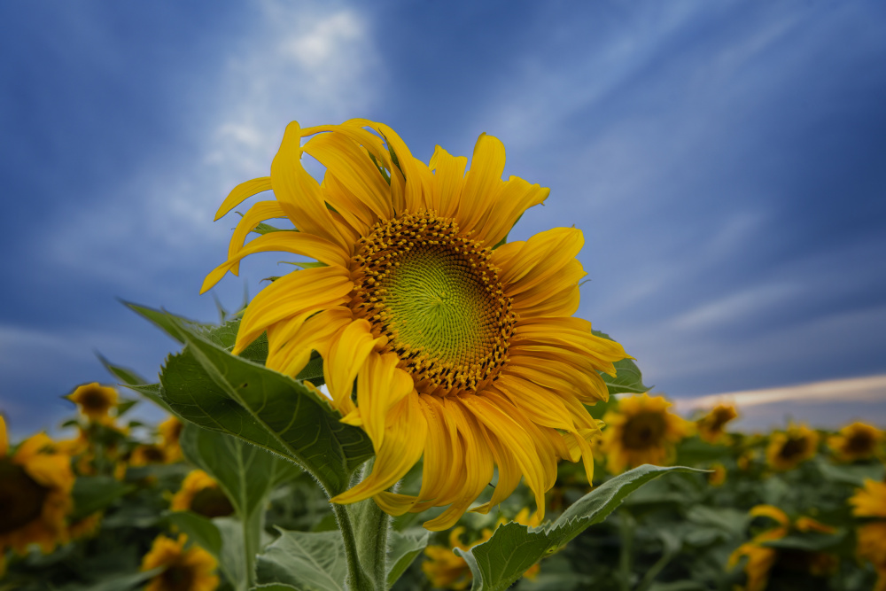 Blooming sunflower von Ming Chen