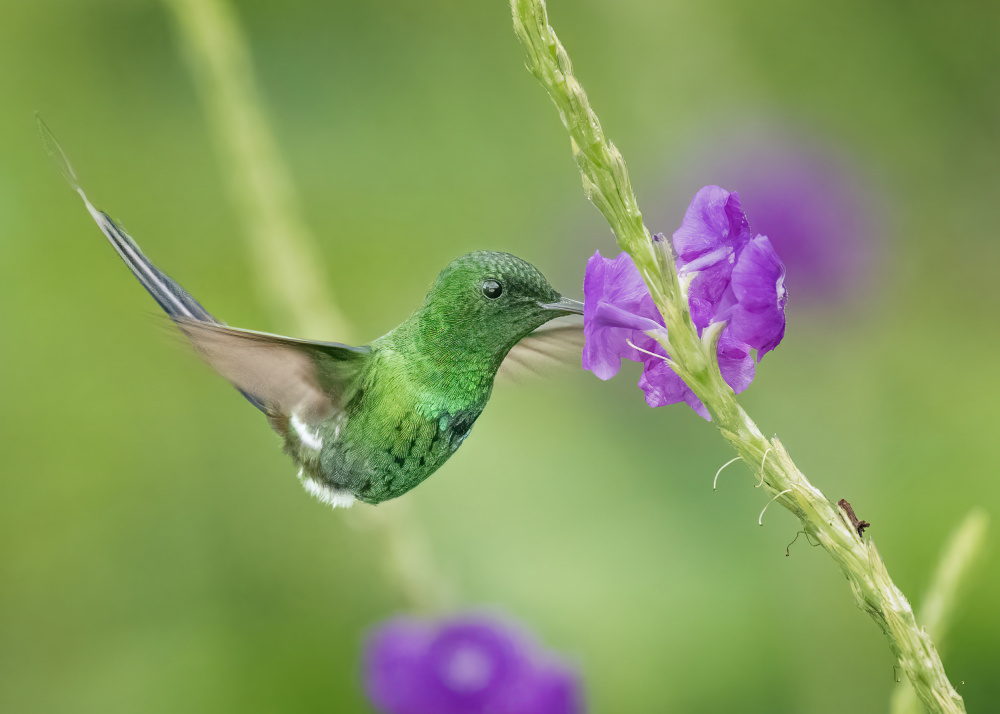 A fueling hummingbird von Ming Chen