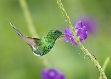 A fueling hummingbird