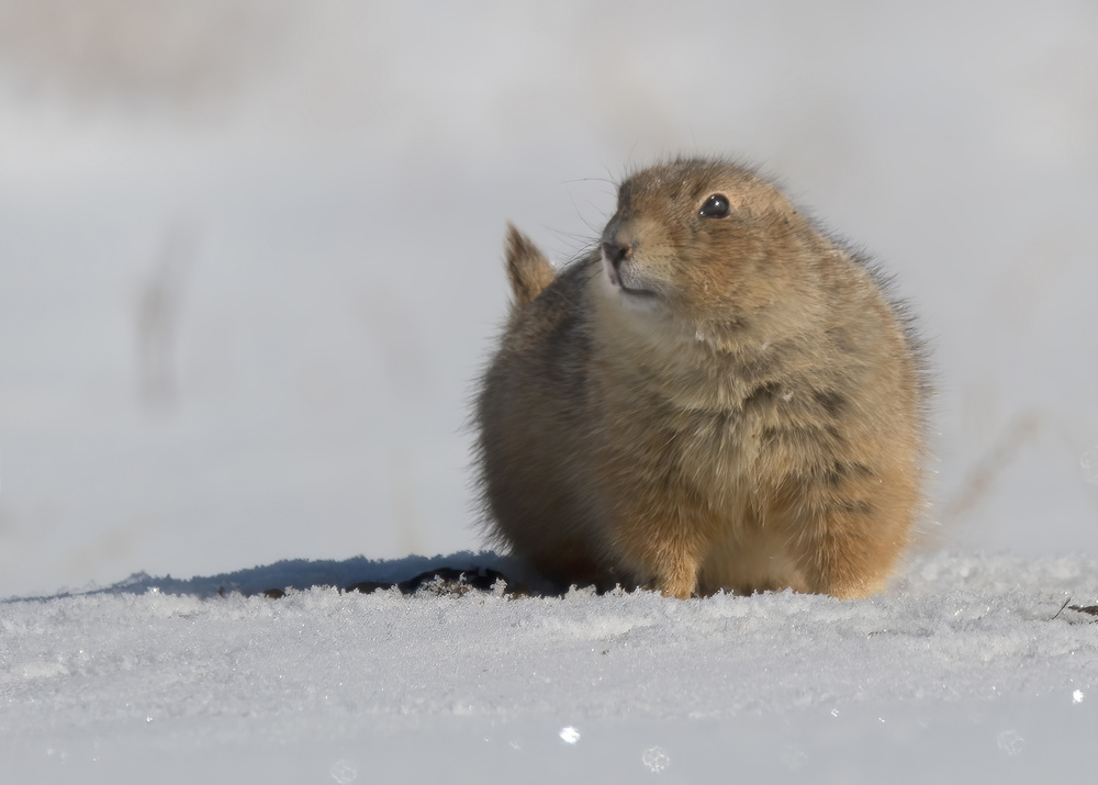 A snow day in south von Ming Chen