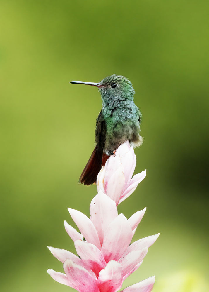 Hummingbird von Ming Chen