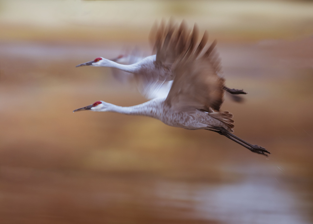 Morning flying out von Ming Chen