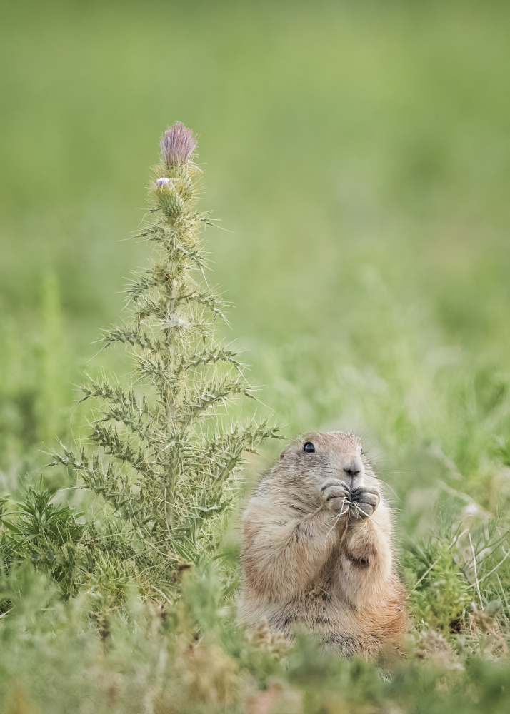 Snack time von Ming Chen