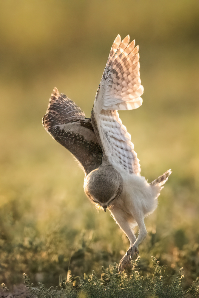 Dancing owl von Ming Chen