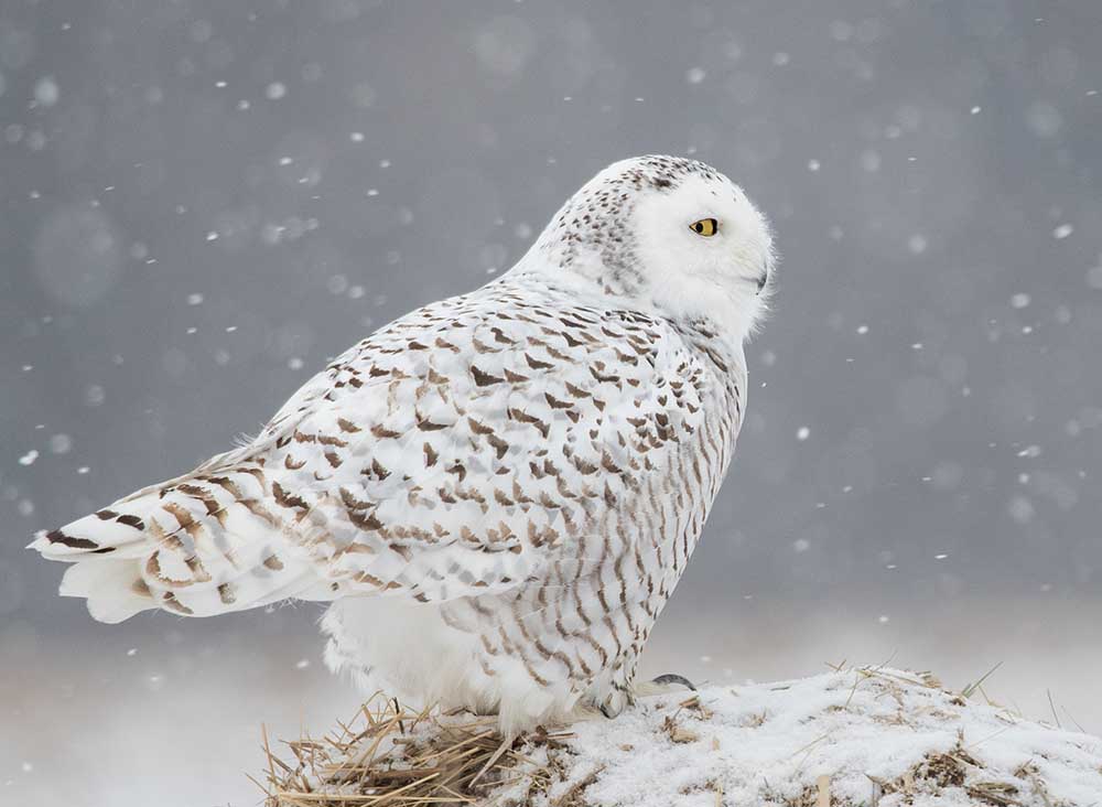 Ein Seitenporträt der Schneeeule von Ming H Yao