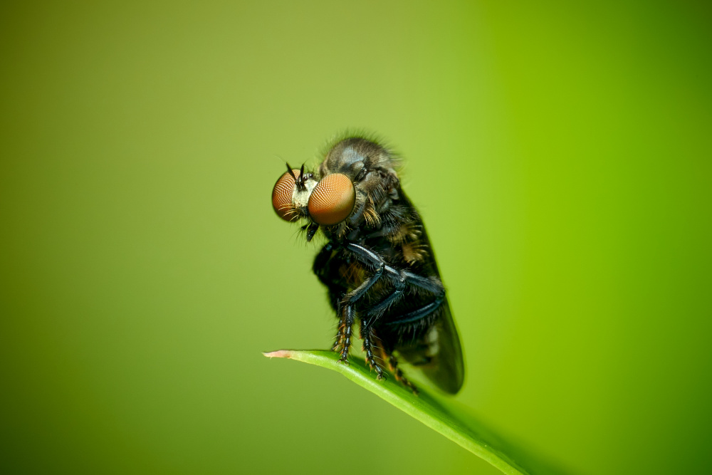 Asilidae01 von MingLun Tsai