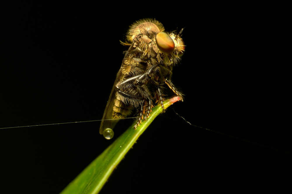 Asilidae03 von MingLun Tsai