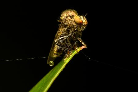 Asilidae03