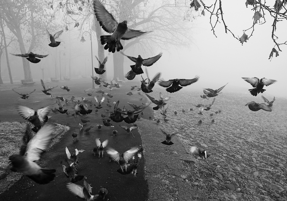 Feathers in the mist von Miodrag Kosanovic