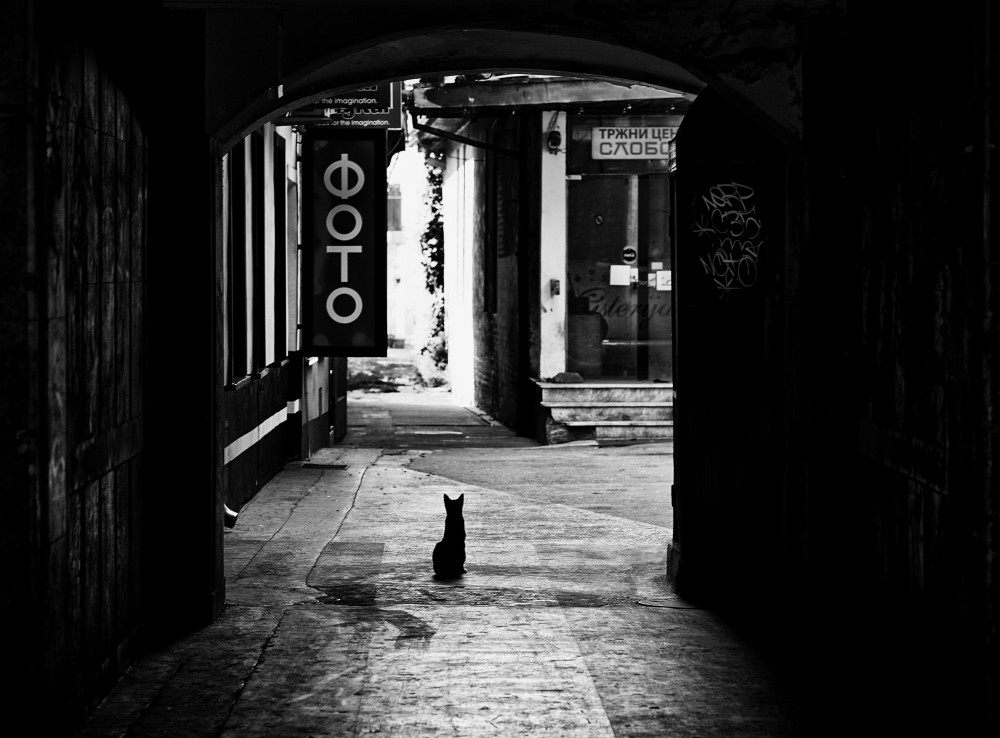 Life in passage or black cat on my way von Miodrag Kosanovic