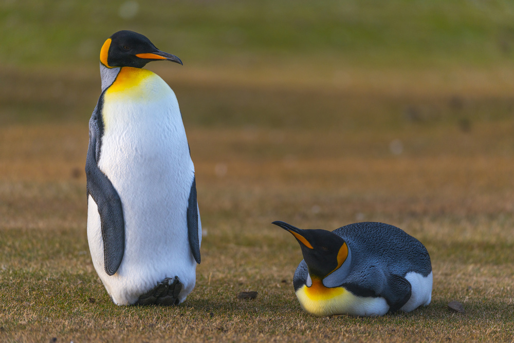 friends in the grass von miquel angel artús illana