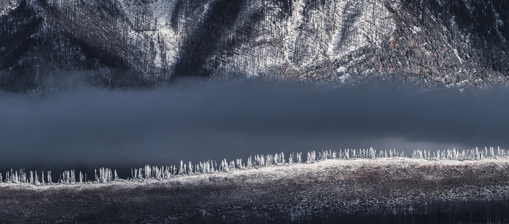 frozen firs von miquel angel artús illana