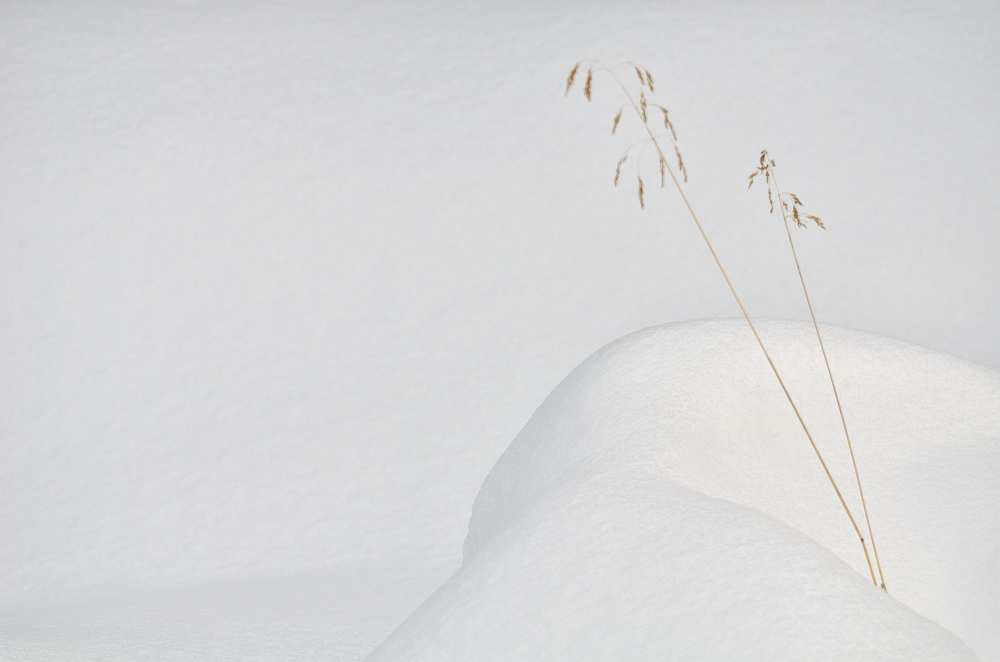 lonely in the snow von miquel angel artús