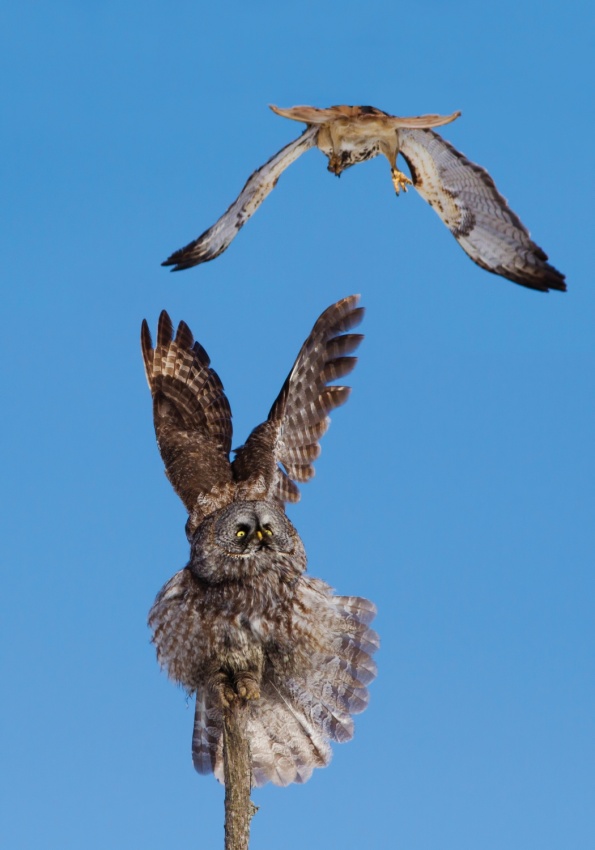 Great Grey Owl VS Red-tailed Hawk von Mircea Costina