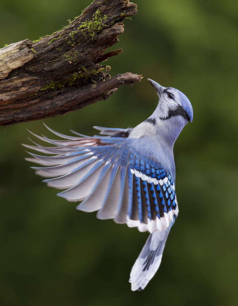 Blue Jay in Flight von Mircea Costina