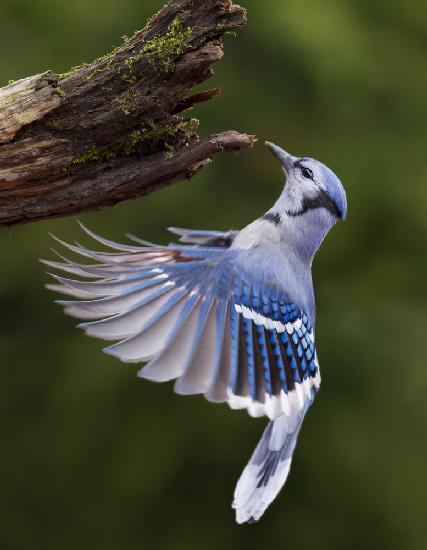 Blue Jay in Flight