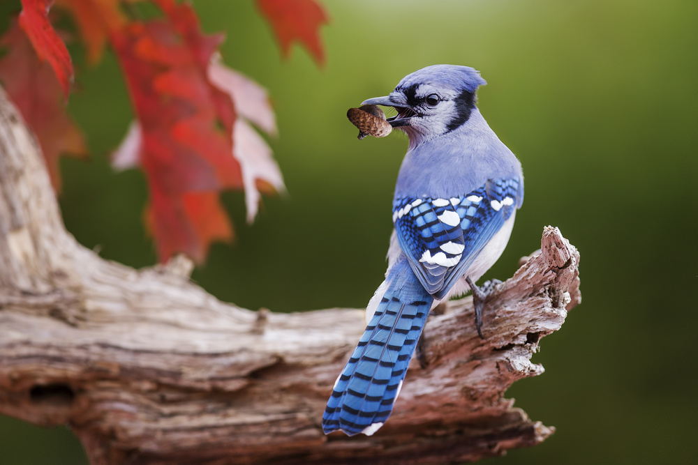 Blue Jay with acorn von Mircea Costina