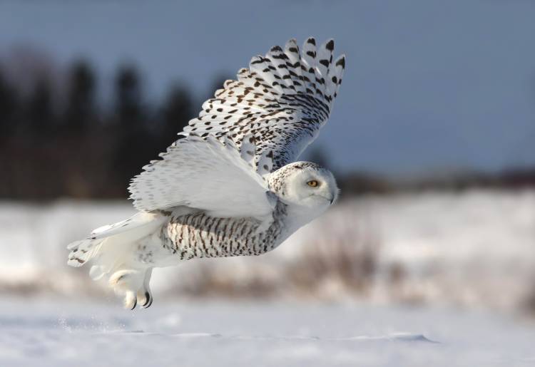 Bubo scandiacus von Mircea Costina