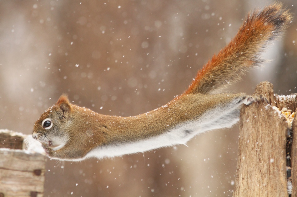 The Acrobat von Mircea Costina