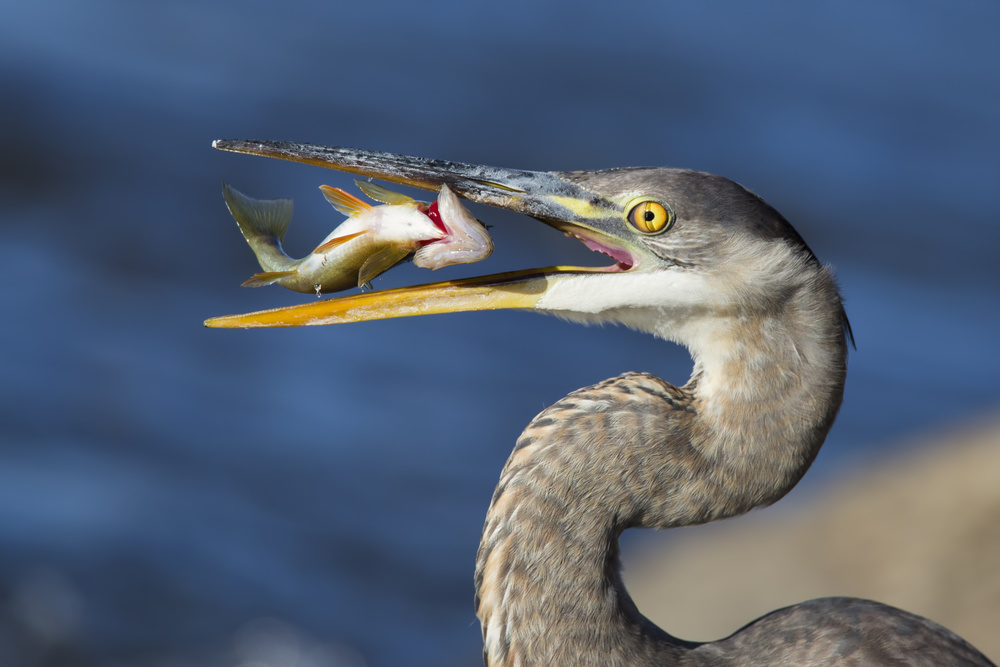 The Heron and the Perch von Mircea Costina