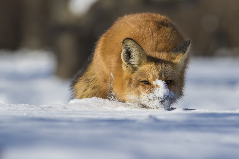 The Snow Hunter von Mircea Costina