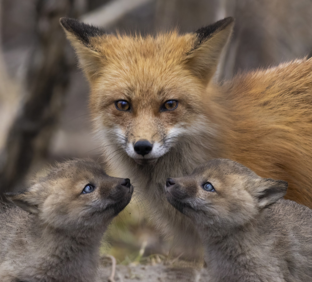 Family Portrait von Mircea Costina