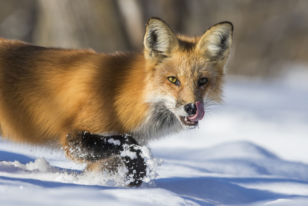 Fox Hunting in winter von Mircea Costina