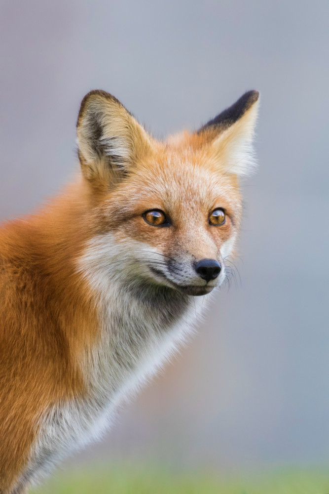 Fox Portrait von Mircea Costina