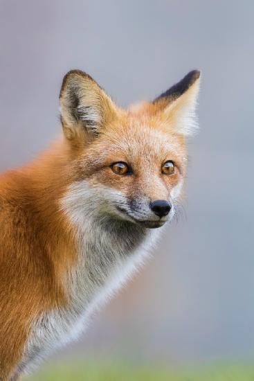 Fox Portrait