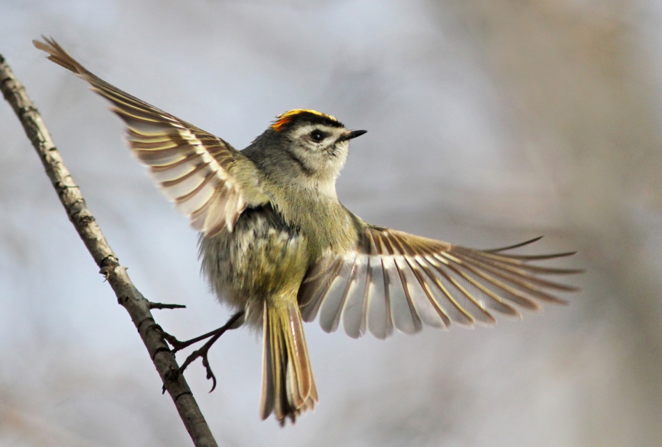 Golden-crowned-Kinglet von Mircea Costina