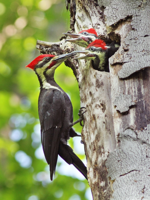 Pileated Woodpecker von Mircea Costina