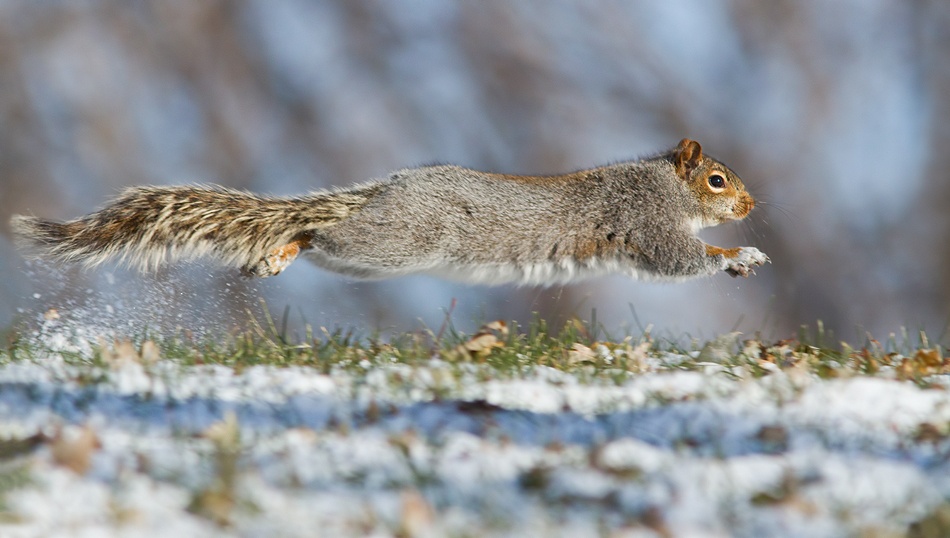 High speed squirrel :) von Mircea Costina