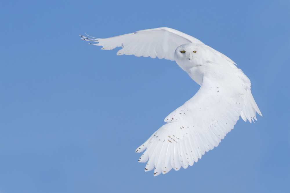 Hunting Snowy Owl von Mircea Costina