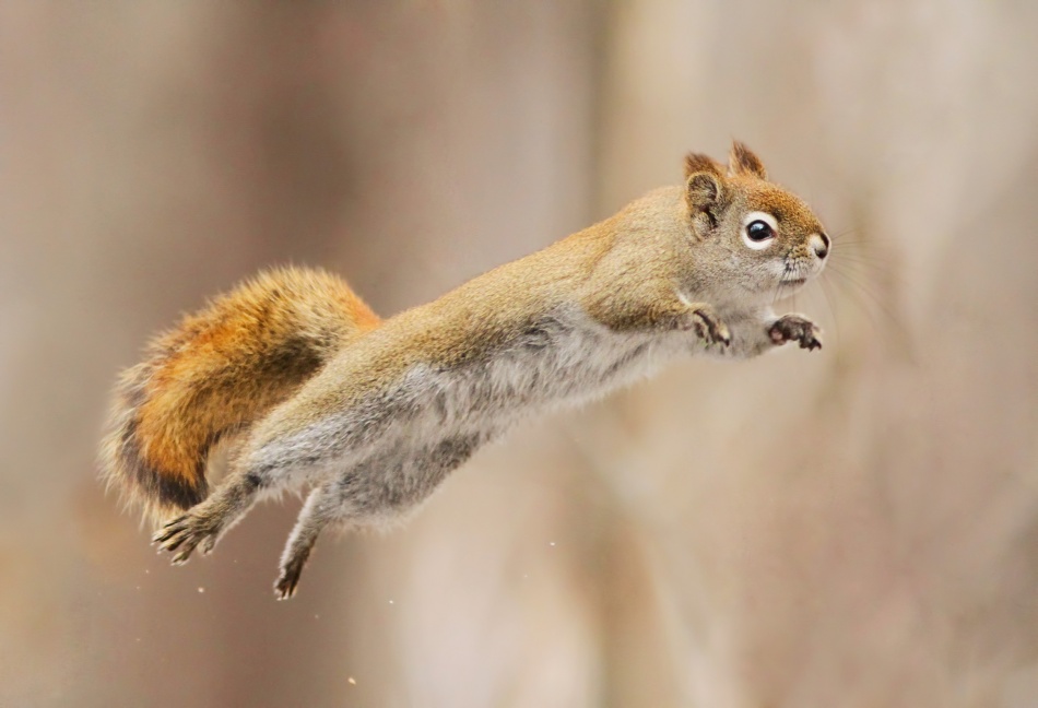 I can fly! von Mircea Costina