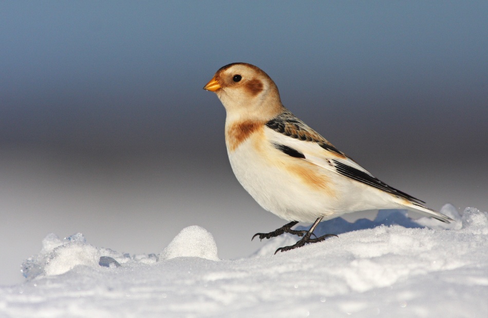 Snow Bunting (Plectrophenax nivalis) von Mircea Costina