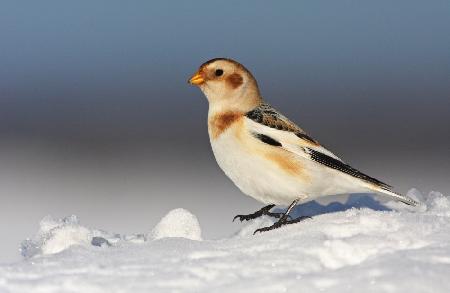 Snow Bunting (Plectrophenax nivalis)